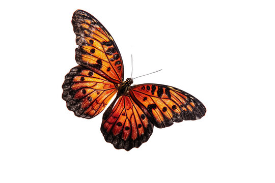 Butterfly transparent background, PNG, Flying butterfly