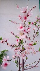 Springtime Splendor with Blossoming Almond Flowers