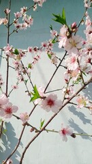 Delicate Pink Cherry Flowers Under Clear Sky