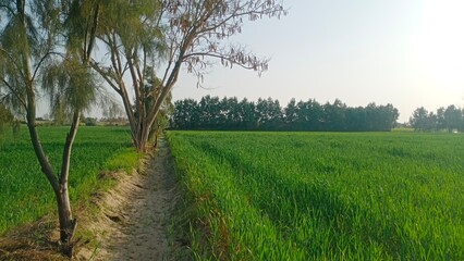 Fototapeta na wymiar Pathway Beside Green Wheat Field with Trees in Distance