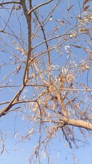 Bare Tree Branches Against Clear Blue Sky