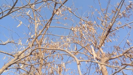 Upward View of Leafless Tree Branches in Daylight