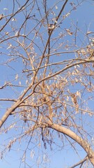Bare Tree Branches Against a Clear Blue Sky