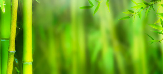 abstract bamboo garden background, frame from bamboo stems and leaves on blurred green background with copy space, sunny nature idyll for spa, vacation, travel and cosmetics