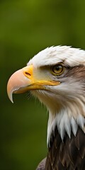 Obraz premium portrait of a eagle