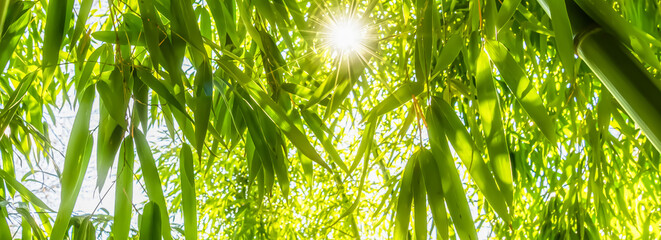 closeup of a fresh green bamboo forest from below against bright sun with lush foliage and stem, asian vegetation background banner, idyllic nature scene