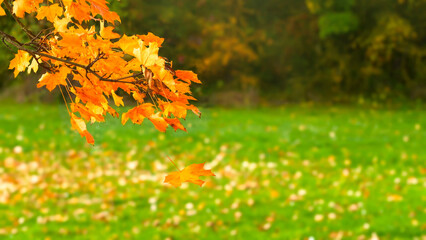 orange maple leaf branch in an autumnal park with falling maple leaf isolated on blurred tree...