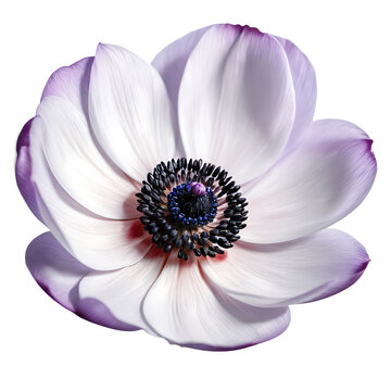 Anemone image isolated on a transparent background PNG photo