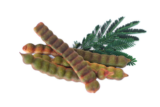 Acacia concinna pods or Soap Bobs fruits on white background. Concept, Fruit of herbal plant in Thailand, useful and benifit for health. Wild botanical plant.    