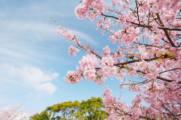 青空と綺麗な河津桜の景色