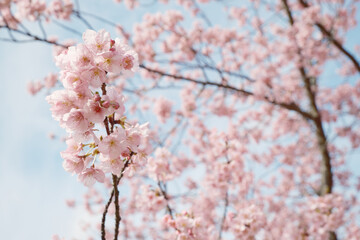 綺麗に花が開く河津桜