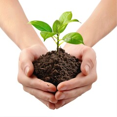 A pair of hands holds some soil with a small sprout. Isolated background
