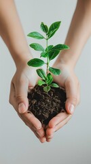 A pair of hands holds some soil with a small sprout. Isolated background