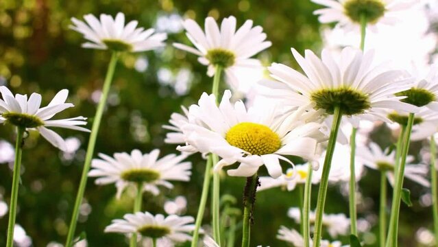 Many blooming chamomile flowers with fly insects, bottom view. White daisy flower in summer garden. Camera slowly moves along plants. Nature spring scene.