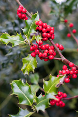 Striking holly plant also known as llex aquifolium, featuring bright red berries and spiky, waxy leaves, commonly associated with Christmas season due to its evergreen nature and festive appearance