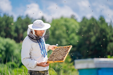 Beekeeper is working with bees and beehives on the apiary. Bees on honeycombs.