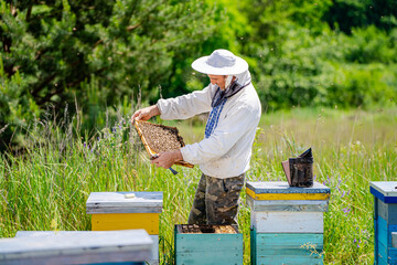 Beekeeper is working with bees and beehives on the apiary.