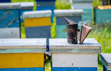 Beekeeper is working with bees and beehives on the apiary.