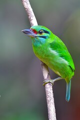 Moustached​ Barbet Bird (Psilopogon incognitus) from Thailand