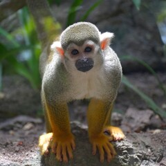 Squirrel Monkey