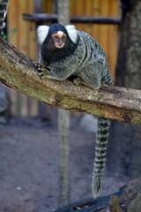 Common marmoset on the branch.