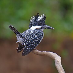 Crested KingfisherBird (Megaceryle lugubris) from Thailand - 744610059