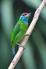Blue-throated Barbet Bird (Megalaima asiatica) from Thailand - 744610068
