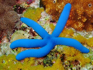 Tropical animal in the ocean - blue starfish on the tropical coral reef. Scuba diving with the...
