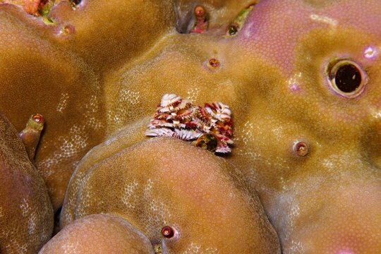 Coral reef animal - christmas tree worm on the tropical reef. Aquatic worm, marine life in the ocean. Underwater macro photography from scuba diving. Reef exploration, travel picture.
