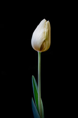 Elegant White Tulip Against a Stark Black Background