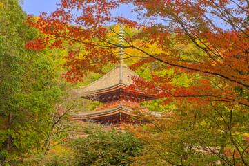 紅葉期の明王院（福山市）の五重塔