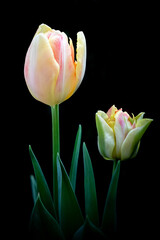 Two Beautiful Tulips in Full and Partial Bloom Against a Dark Background