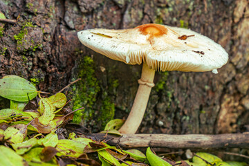 Close up of one white mushroom with a brown spot on top. In forest, front of a tree trunk and between green leaves.