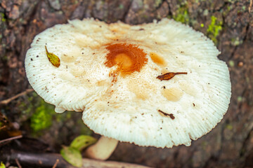 Close up macro of the top of a white mushroom with a brown spot on top. In forest, front of a tree trunk.