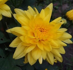 Beautiful blooming flower in garden 