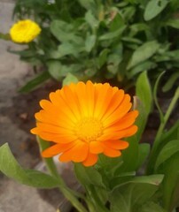 Beautiful blooming flower in garden 