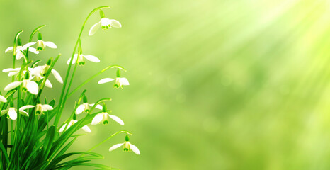 spring awakening with blooming snowdrop flowers isolated on abstract green blurred background in...