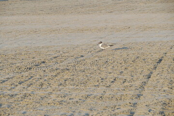 Seagull on Clean Empty Beach in the Morning