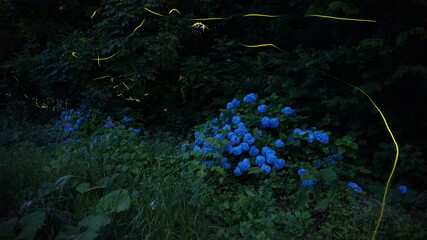 アジサイとホタル