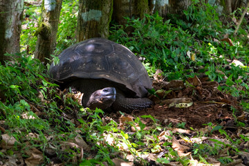 Giant tortoise sleeping under the shade of trees on the Galapagos Islands