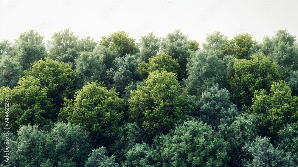 Poster Isolated green trees on a white background. Forest and foliage in summer. A row of trees and shrubs.