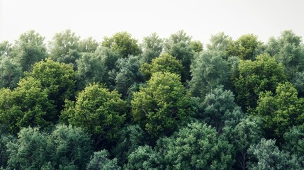 Isolated green trees on a white background. Forest and foliage in summer. A row of trees and shrubs.