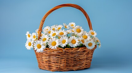 Fototapeta na wymiar Gentle Spring Presence: White Daisy in Wicker Basket Against Blue Background, spring concept