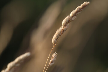 Wheat Spikelet Close-Up