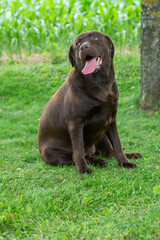Porträt eines braunen Labrador Retriever im Garten