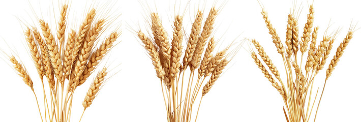 Fototapeta premium ears of wheat on a white background