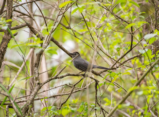Gray Catbird