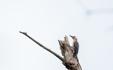 Red Bellied Woodpecker