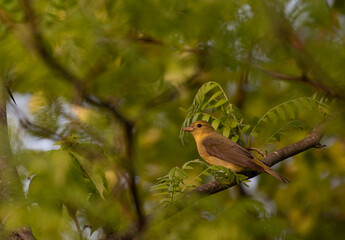 Scarlet Tanager