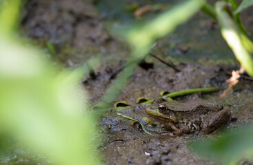 Green Frog